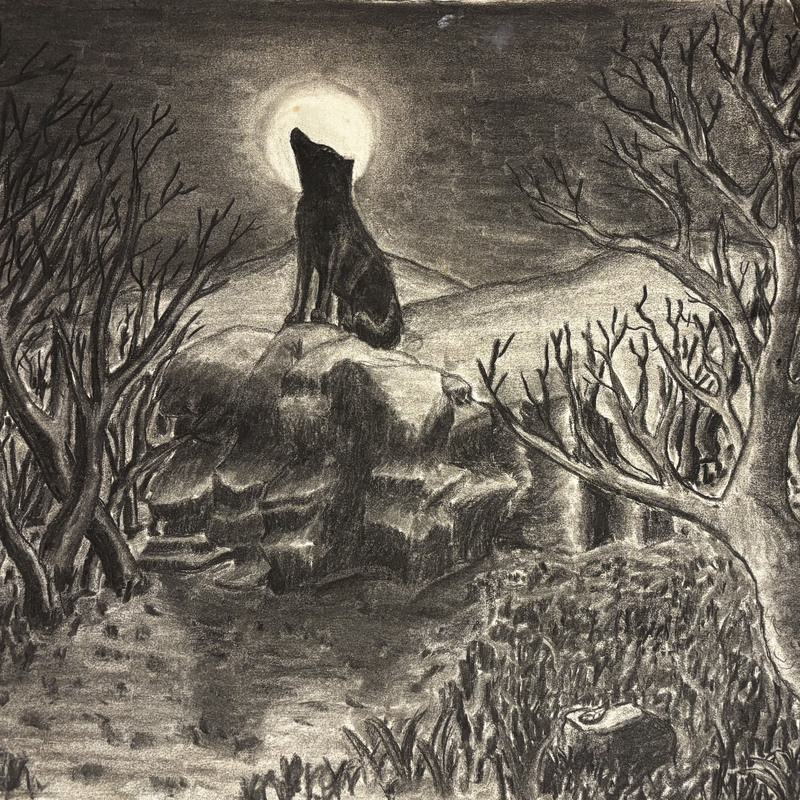 Lobo,  
carboncillo sobre papel,
60x50 cm